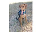 2/3anni segugino veniva cacciato!! Urgente aiuto!MOLISE SOS