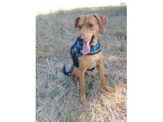 2/3anni segugino veniva cacciato!! Urgente aiuto!MOLISE SOS