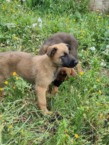 Cuccioli Pastore Belga Malinois Taranto e province Bari Lecce Brindisi Foggia - Foto 2