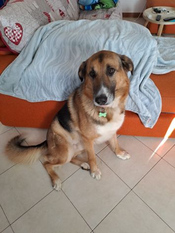 ACHILLE, 4 ANNI E MEZZO, LA FAMIGLIA NON LO VUOLE PIU'... AIUTIAMOLO!!
