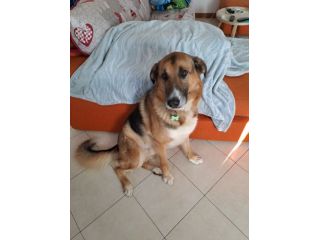 ACHILLE, 4 ANNI E MEZZO, LA FAMIGLIA NON LO VUOLE PIU'... AIUTIAMOLO!!