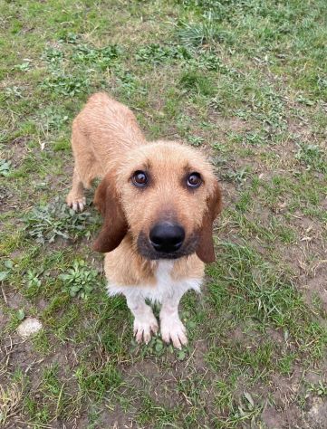 CHESTER SIMIL SPINOCINO CANE IN ADOZIONE TG MEDIO CONTENUTA - Foto 7