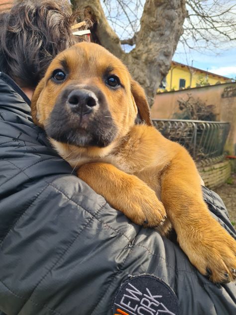 CARRIE, super cucciola di 2 MESI E MEZZO. - Foto 8