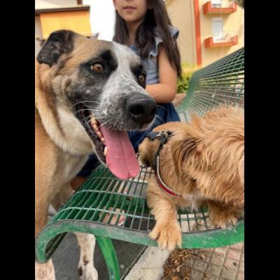 LEO ADORABILE E COCCOLONE CANE IN ADOZIONE - Foto 7
