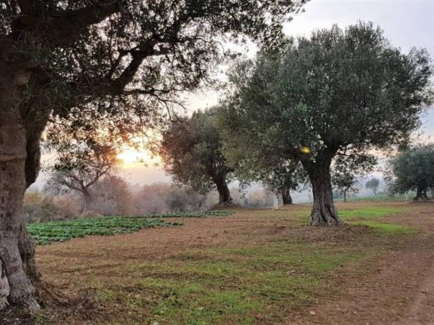 Agricolo in vendita a Cupra Marittima - Foto 7