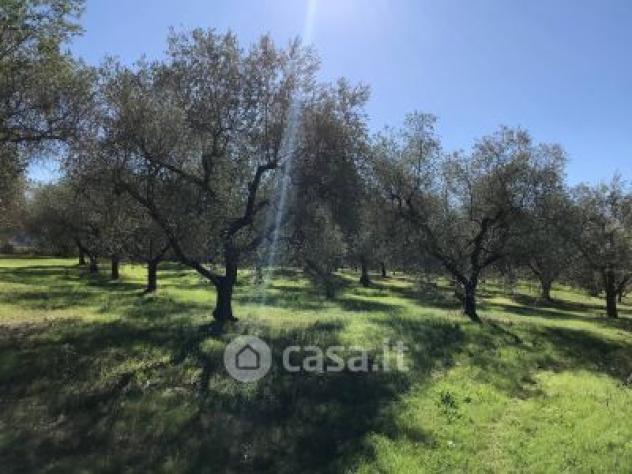 Deruta vendesi terreno agricolo 6000 Mq