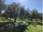 Deruta vendesi terreno agricolo 6000 Mq