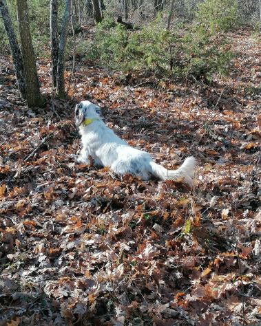 Allenamento e/o Addestramento Cani da Caccia (preferibilmente Setter Inglesi) - Foto 6
