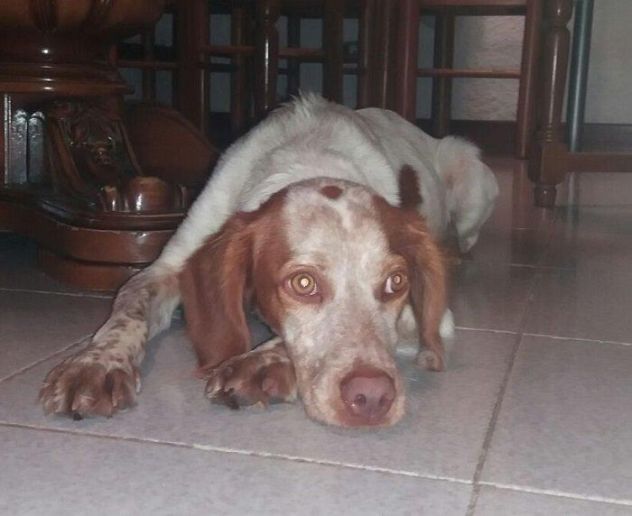 BRENDA, dolce bretoncina - Foto 2