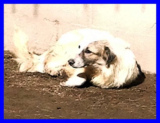 PATTY, SPLENDIDA E SPAVENTATA SOLA IN CANILE CERCA CASA - Foto 2