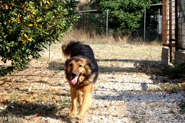 Scegli un compagno fedele per la vita,scegli di salvare un cane dalla gabbia.. - Foto 3