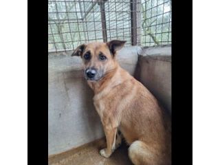 BIANCA CERCA SALVEZZA CANE IN ADOZIONE