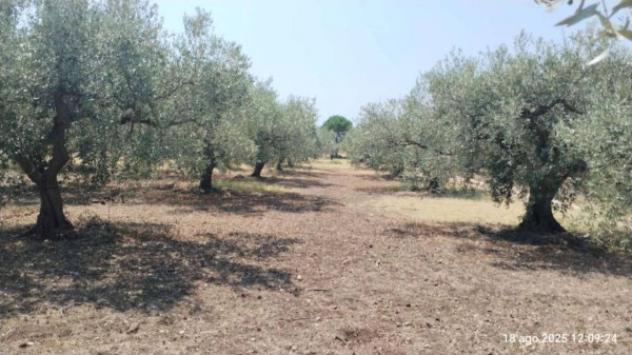 Immobile in asta di 50 m² in vendita a Castelvetrano - Foto 2