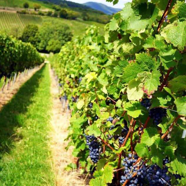 Vigneto nel cuore del Barolo