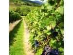 Vigneto nel cuore del Barolo