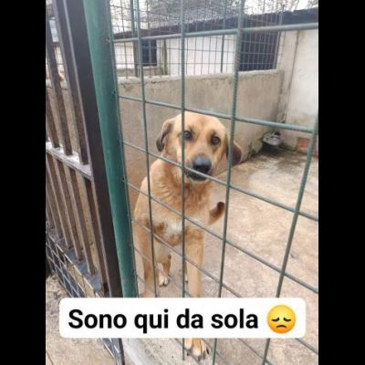 Selena buona e dolcissima cagnolina in adozione - Foto 2