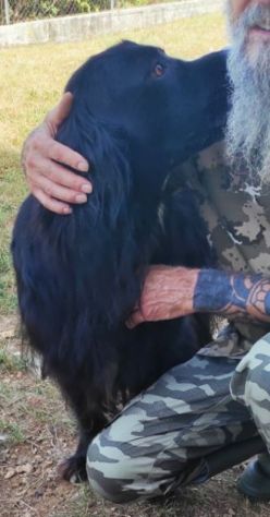 CANE IN ADOZIONE: NADAL, adorabile tenerone. - Foto 7