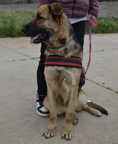 Diana simil pastore in adozione - Foto 2