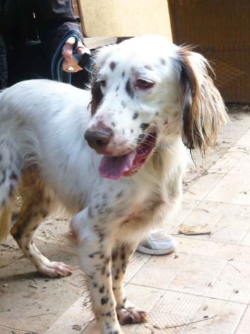 ARTU', fantastico setter inglese - Foto 6