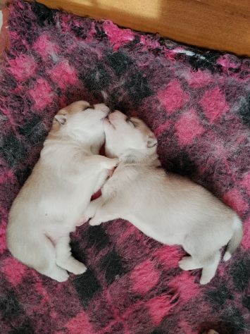 Cuccioli di Siberian Husky - Foto 8