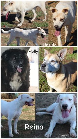 EMERGENZA Cani anziani anche il NIENTE per loro è TUTTO, Aiutateci a salvarli - Foto 5
