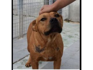 RED CERCA SALVEZZA CANE IN ADOZIONE