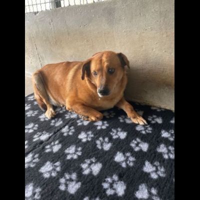 VICTOR TIMIDO E TRANQUILLO, CAGNOLINO IN ADOZIONE - Foto 4