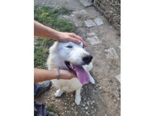 Marcello