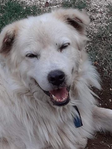 CANE IN ADOZIONE: GREG - Foto 9