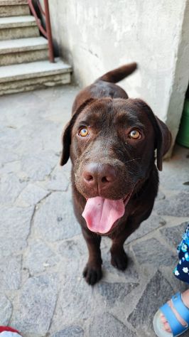 Cuccioli labrador cioccolato con Pedigree - Foto 2
