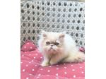 Cuccioli Gatti persiani