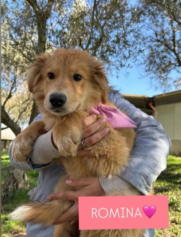 CUCCIOLI IN ADOZIONE - Foto 9