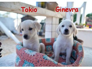 Quattro cuccioli incrocio labrador in adozione