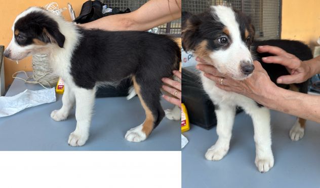 Cuccioli di Pastore Australiano (Aussie) - Pronti per una nuova famiglia!