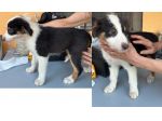 Cuccioli di Pastore Australiano (Aussie) - Pronti per una nuova famiglia!