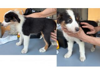 Cuccioli di Pastore Australiano (Aussie) - Pronti per una nuova famiglia!