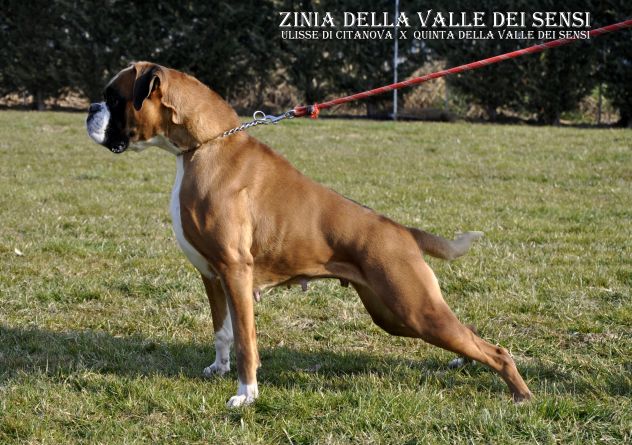 BOXER CUCCIOLI VENDO A REGGIO EMILIA E MODENA- BOXER VENDO A MODENA - Foto 9