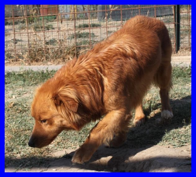 AGO , DOLCISSIMO CAGNOLINO IN CANILE,CERCA UNA FAMIGLIA - Foto 3