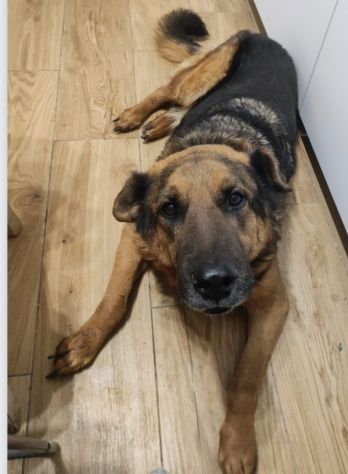 PASTORE 11ANNI TORNA A BREVE IN CANILE! URGENTE ROMA - Foto 4
