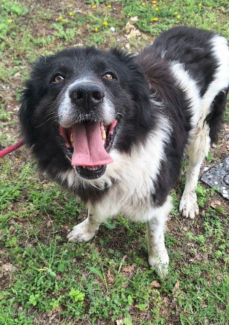 Cosmo 3 anni mix border collie - Foto 3
