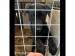 SIRIUS FANTASTICO MIX LABRADOR CANE IN ADOZIONE