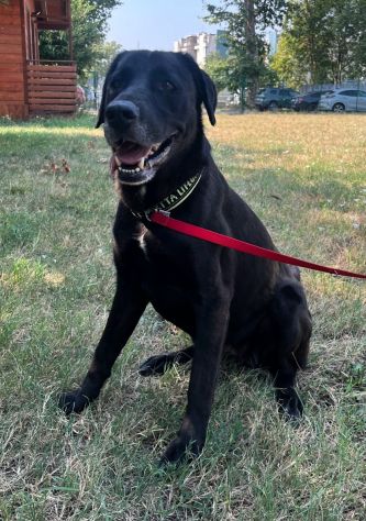 ELIJA BELLISSIMA LABRADOR - Foto 4