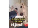 CECINO 14 ANNI 16/17 KG