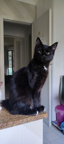 Norvegese nero - Foto 6