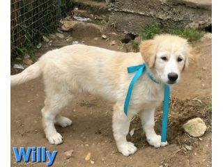 WILLY