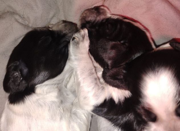 Cucciolata Cocker spaniel inglese Blu 5 - Foto 3