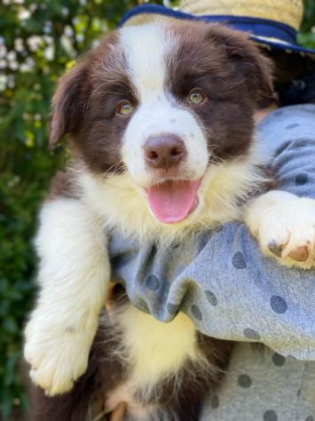 Border Collie cuccioli - Foto 4
