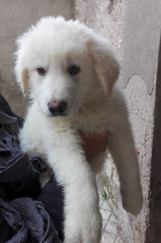 MARLEY E MILO, stupendi cuccioli pastore abruzzese - Foto 4