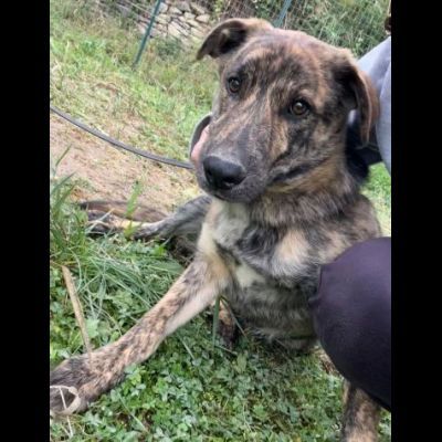 UGO figlio di mamma husky, 9 mesi, socievole ed allegro cagnolino in adozione