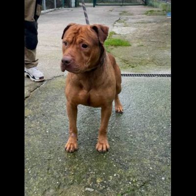 EMMER UNA NUOVA VITA, CANE IN ADOZIONE - Foto 4